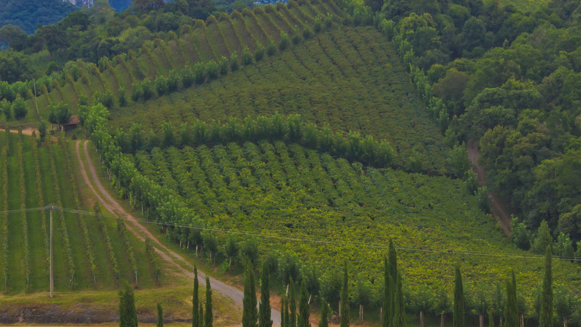Vale dos vinhedos