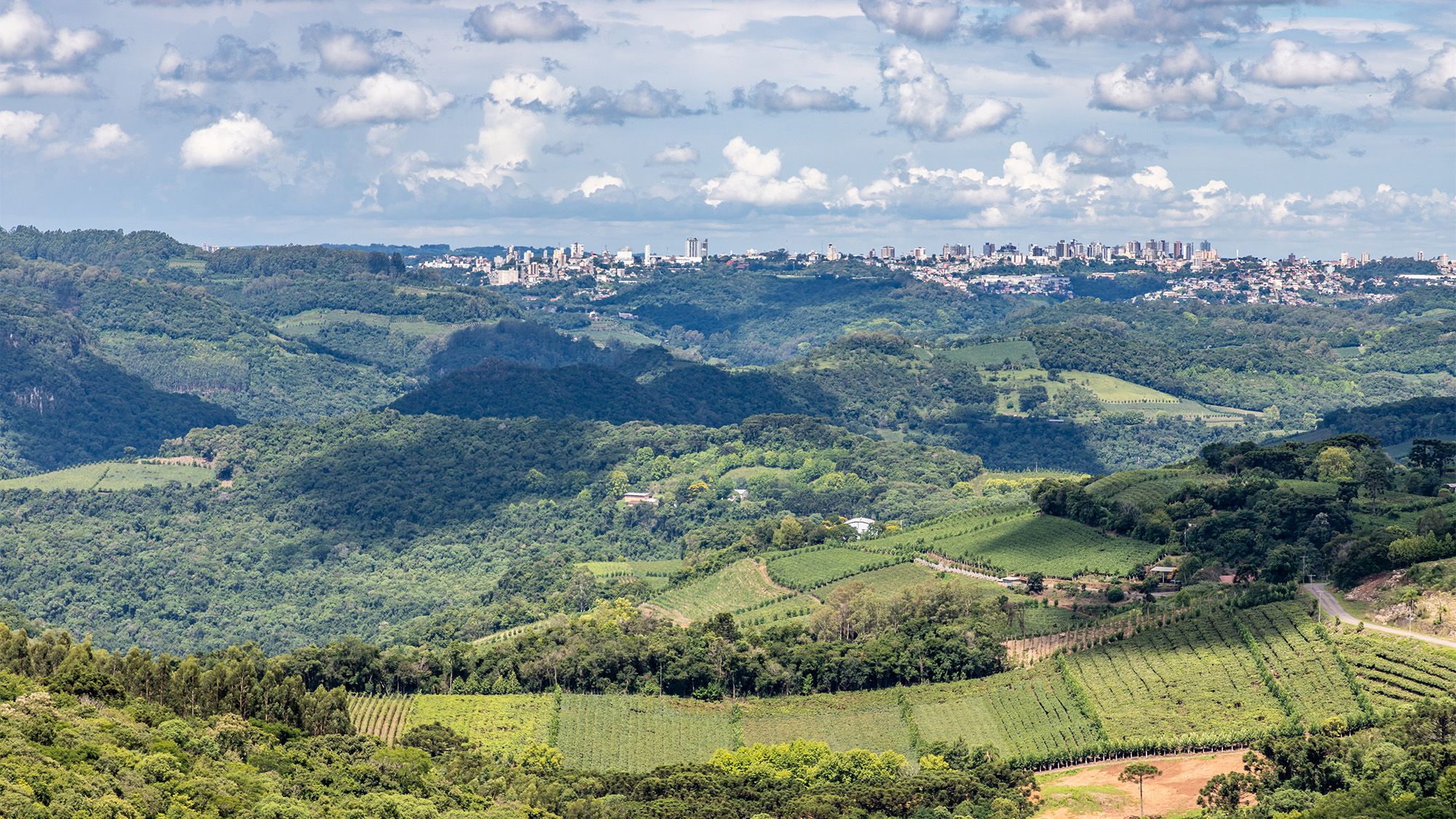 Vale dos vinhedos
