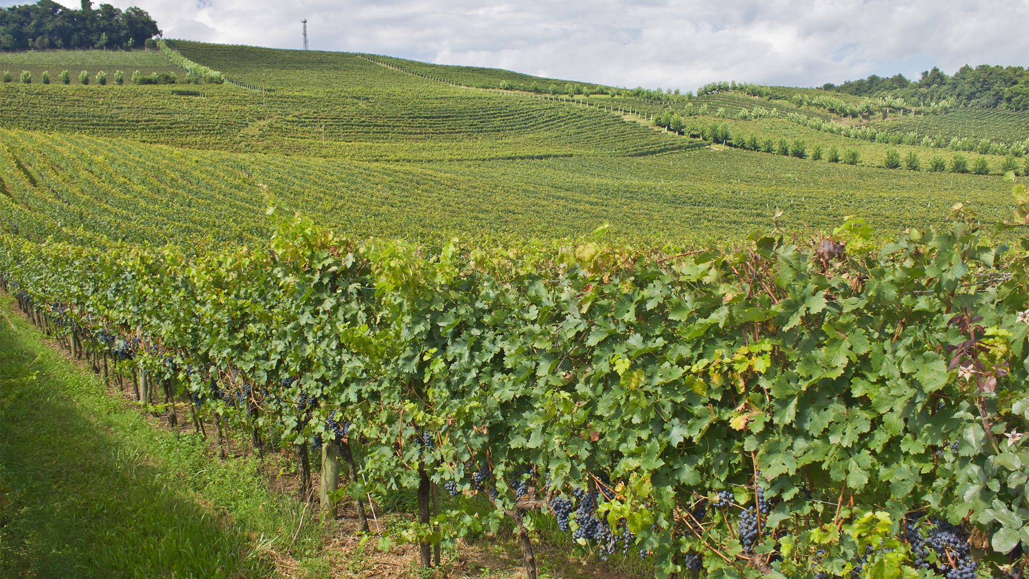 Vale dos vinhedos